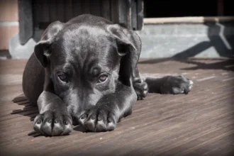 Free Adoption Day at Women’s Animal Center