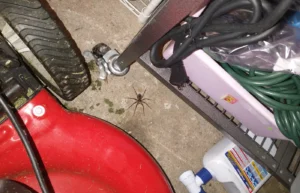 Now this is a big spider. 
