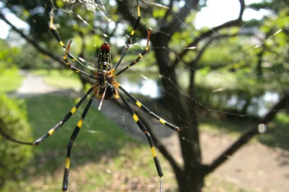 Ahhhh! Spiders! Joro Spiders And It's Not That Serious