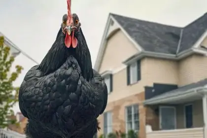 Bensalem This Week: Food, Firefighters and Giant Chickens