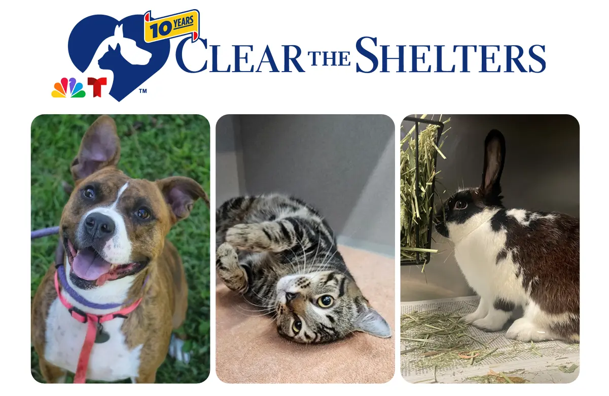 National Clear The Shelters Day